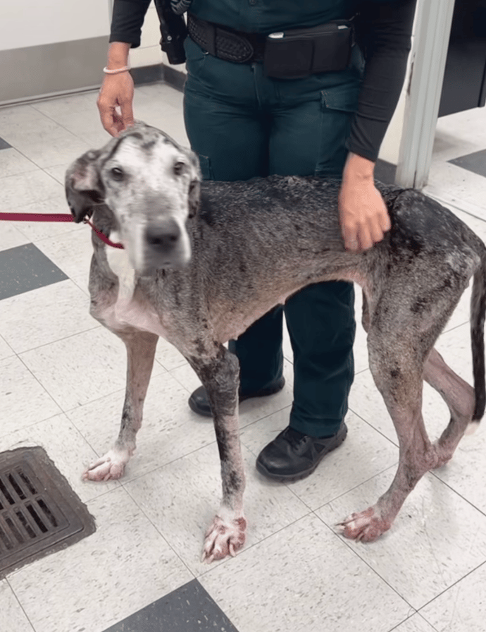 Starved, Scabbed, and Abandoned: The “Picky Eater” Excuse That Nearly Killed Two Dogs